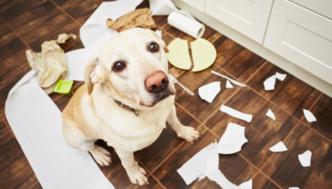 Disastri a 4 zampe: ecco perché il vostro cane combina guai quando rimane da solo