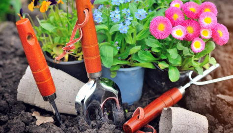 Coltivare fiori e carote: tutti i benefici dell’orto e del giardino