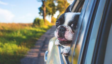 Viaggio in auto con il proprio animale domestico? Ecco alcuni consigli pratici